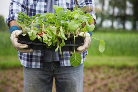 USDA Lending